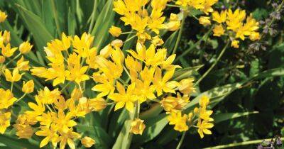 105 FREE* Allium Bulbs from Thompson and Morgan worth £29.99 - just pay postage! - dailyrecord.co.uk
