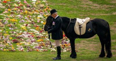 Buckingham Palace thanks Emma, Queen Elizabeth's pony, for role in funeral with new photo - www.msn.com