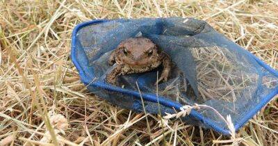 Bid to help Perthshire toads get out of a hole - dailyrecord.co.uk - Britain
