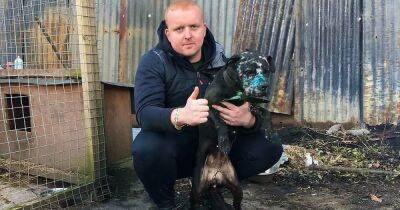 Scots dog fighting kingpin sent sick badger attack videos to hunting estate gamekeeper pal - www.dailyrecord.co.uk - Britain - Scotland - Ireland