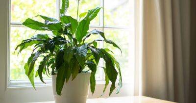 Four houseplants that banish mould and condensation from your home - www.dailyrecord.co.uk - Britain