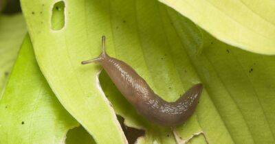 Keep slugs out of your home this winter with these four easy tips - www.dailyrecord.co.uk - Scotland