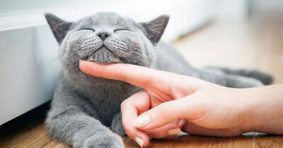 Five hints your cat is happy as expert reveals tell-tale signs - www.dailyrecord.co.uk