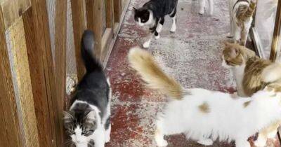 Scots woman left with almost 30 cats after vets closed down during pandemic - www.dailyrecord.co.uk - Scotland