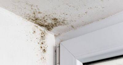 How to banish bedroom mould as woman's natural hack costs less than £6 - dailyrecord.co.uk - Australia - Britain