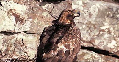 Protected birds of prey continue to be illegally shot and poisoned in Scotland - dailyrecord.co.uk - Britain - Scotland