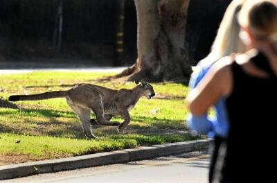 Mountain Lion Confronts Dog Walker In Hollywood Hills, Kills One Animal - deadline.com - Lake - county Walker