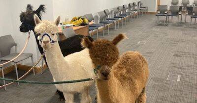 Three alpacas and miniature Shetland pony appear in Scots court - dailyrecord.co.uk - Scotland