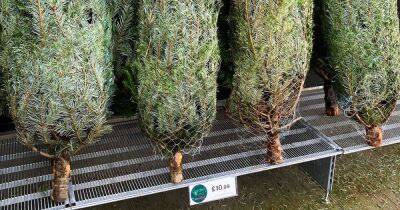 Home Bargains are selling real 5ft Christmas trees for just £10.99 - dailyrecord.co.uk - Beyond