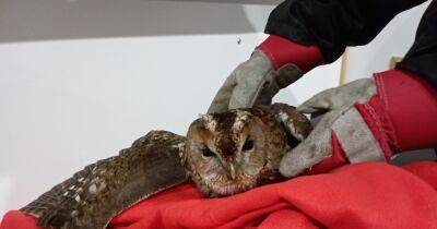 Owl found trapped in dumped fishing line in Scots canal - dailyrecord.co.uk - Scotland
