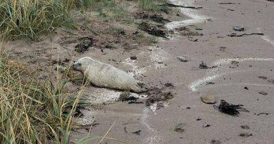 'Helpless' seal pup put to sleep after being found injured on East Lothian beach - www.dailyrecord.co.uk - Scotland