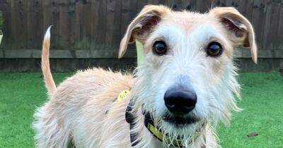 Dogs Trust West Calder appeal for new home for three-year-old Lurcher Noah - www.dailyrecord.co.uk - Scotland