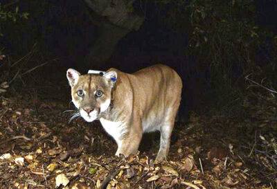 Celebrity Mountain Lion P-22 To Be Removed From Griffith Park After Attacks - deadline.com - California - Santa Monica - Los Angeles, county Park
