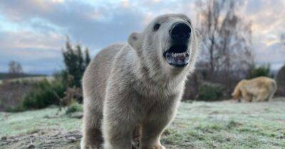 Highland wildlife park polar bear cub celebrates first birthday with cake - www.dailyrecord.co.uk - Britain - Scotland - Beyond