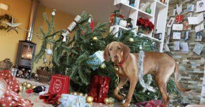 Warning over Christmas 'hazards' that are putting your pets at risk - www.dailyrecord.co.uk - Britain