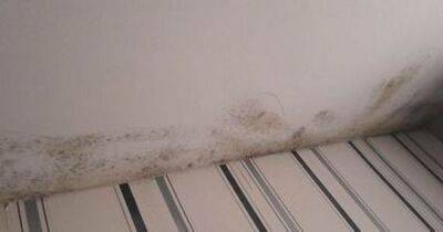 Scots mum's anger as new-build flat 'covered in black and hairy mould' - www.dailyrecord.co.uk - Scotland - city Aberdeen