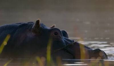 2-Year-Old Boy Rescued After ‘Half Of His Body’ Is Swallowed By A Hippo! - perezhilton.com - Berlin - Uganda