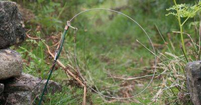 Ban snare traps in Scotland on animal welfare grounds, ministers urged - www.dailyrecord.co.uk - Scotland