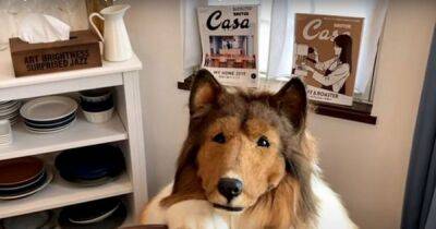 Man who bought human-size Collie costume for £12k teaches himself to eat and play like a dog - www.dailyrecord.co.uk - Japan