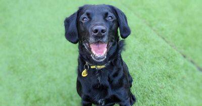 Dogs Trust appeal for new home for 10-year-old Oddie - www.dailyrecord.co.uk - Scotland
