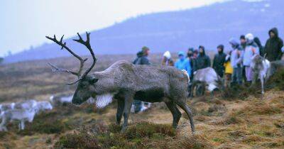 The free ranging reindeer in Scotland you can visit this Christmas - www.dailyrecord.co.uk - Britain - Scotland - Centre