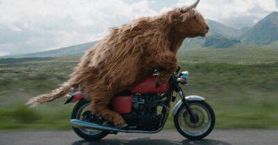 Incredible CGI images show making of Highland cow on motorbike ad for Virgin media - dailyrecord.co.uk - Scotland