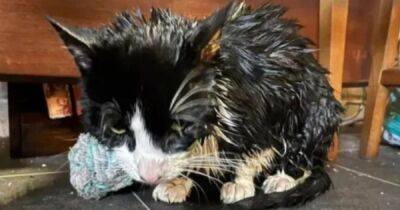 Cat suffers horrific burns after sickening 'bleach attack' in Glasgow - www.dailyrecord.co.uk