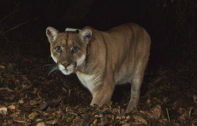 Silver Lake - Griffith Park’s Celebrity Cougar P-22 To Be Captured And Evaluated After Recent Close Calls With Humans, Attacks On Dogs - deadline.com - New York - Los Angeles - California - Santa Monica - county San Diego - Hollywood