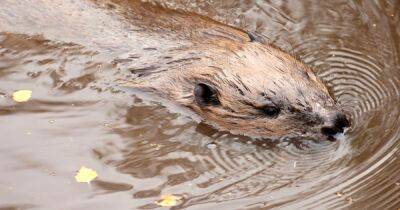 Return of beavers to Scotland hailed as global example by Scots nature minister - www.dailyrecord.co.uk - Britain - Scotland - Canada