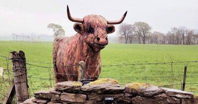 Popular Highland cow motorway model returns to field home after theft - www.dailyrecord.co.uk