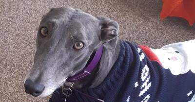Appeal to track down missing greyhound near Thornhill - www.dailyrecord.co.uk - county Walker
