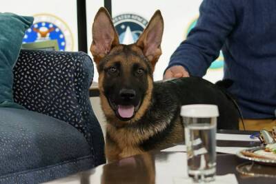 Biden Dog Commander To Make TV Debut During ‘Puppy Bowl’ - etcanada.com - Germany - state Delaware