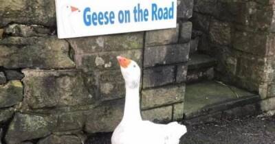Was he stolen, have a stroke, did it ever exist at all? Mystery of a missing goose that left a community baffled - www.manchestereveningnews.co.uk - county Oldham