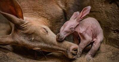 Aardvark born at Chester Zoo for the first time in its 90 year history - www.manchestereveningnews.co.uk