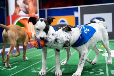 How to watch the Puppy Bowl 2022 on Animal Planet - nypost.com - Los Angeles - New York