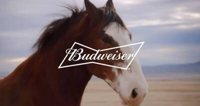 Chloe Zhao - Budweiser's Super Bowl 2022 Commercial Brings Back Clydesdale Horse & Dog, Directed by Chloe Zhao! - justjared.com