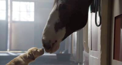 Budweiser's Best Clydesdales Super Bowl Commercials - WATCH NOW! - www.justjared.com - USA