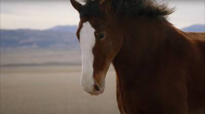 Budweiser’s Clydesdale Horse Is Back In New Super Bowl Ad Directed By Chloé Zhao - etcanada.com