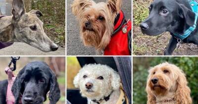 The Dogs of Ryebank Fields: How pets could help in the protest against development - www.manchestereveningnews.co.uk - Manchester