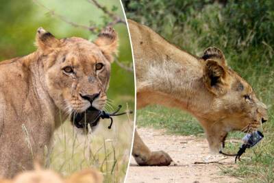 Ever want to see inside a lion’s mouth? Video offers a terrifying peek - nypost.com - South Africa - Indonesia