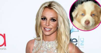 Britney Spears Adopts a ‘Dream’ Dog and ‘Extremely Smart’ Cat, Mom Lynne Spears Reacts - www.usmagazine.com - Australia - France - state Louisiana - county Maui