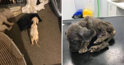 Puppies left starving, 'squealing' and locked up by heartless dog breeder who sold them for profit - www.manchestereveningnews.co.uk - city Cambridge