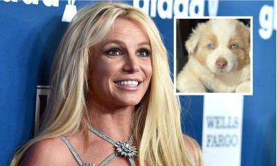Britney Spears - Lynne Spears - Britney Spears adopts adorable new puppy named Sawyer: ‘He makes my heart melt’ - us.hola.com - Australia - France - Hawaii - county Maui