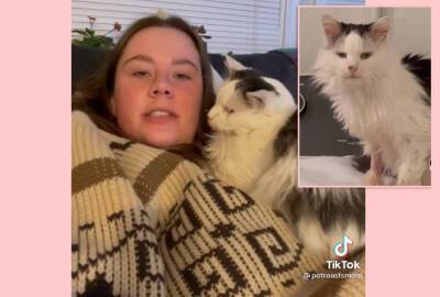 Fans Mourn The Loss Of Beloved TikTok Famous Cat Pot Roast - perezhilton.com