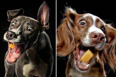 Hilarious photos of dogs catching cheese cubes raise thousands for charity - nypost.com - Scotland