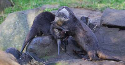Adorable Asian otter pups born at Edinburgh Zoo make first public appearance - www.dailyrecord.co.uk - Scotland