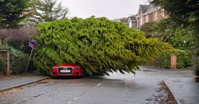 Dozens of trees fall and block roads as region battered by Storm Franklin - www.manchestereveningnews.co.uk - Manchester - county Lane