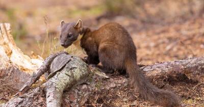 Artificial pine marten dens to be installed to 'help protect' red squirrels - www.dailyrecord.co.uk - Scotland