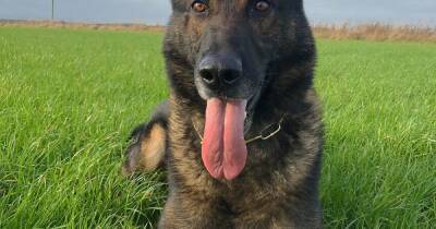 Hero police dog catches shoplifter in Bo'ness after chasing him down in the pouring rain - www.dailyrecord.co.uk - Scotland