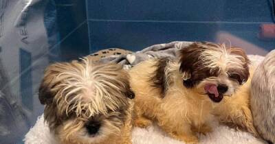 Puppies 'dumped like rubbish' in plastic bag die after desperate rescue effort - manchestereveningnews.co.uk - Manchester - county Bradley